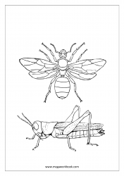 Insect Coloring Pages - Grasshopper, Fly