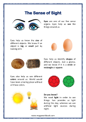 Five Senses Worksheets - Sense of Sight Explained - Sense Organ Eyes - For Preschool And Kindergarten