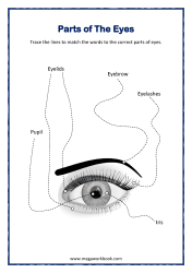 Five Senses Worksheets - Sense of Sight - Sense Organ Eyes - Preschool And Kindergarten