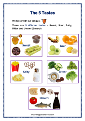 5 Basic Tastes Explained - Sense Organ Tongue - 5 Senses Worksheet For Preschool/Kindergarten