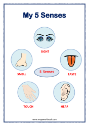 Our Sense Organs - Ears, Nose, Skin, Eyes, Tongue - 5 Senses Worksheet