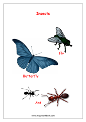 eBook-Name of Insects(with pictures)