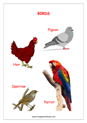 eBook-Names of Birds (with pictures)